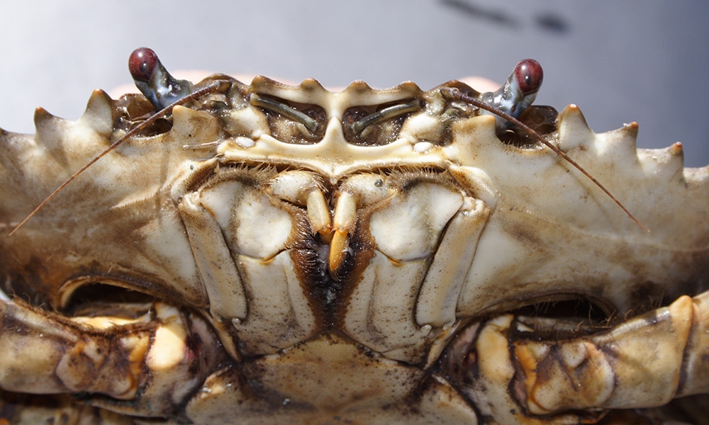 Whitsundays Wildlife Tour