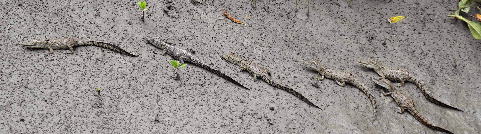 Whitsundays Crocodile Safari
