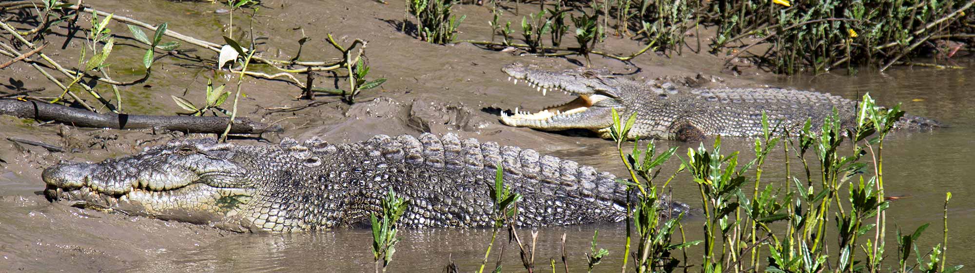 Whitsundays Crocodile Safari
