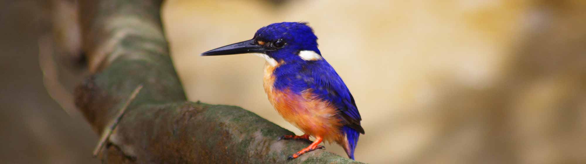 Whitsundays Crocodile Tour