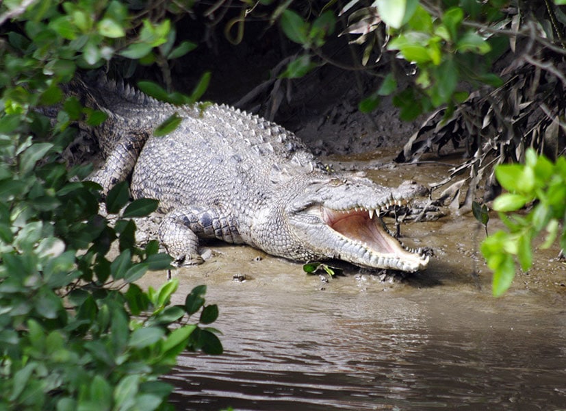 Whitsundays Wildlife Tour