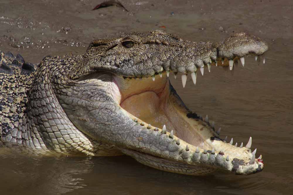 Whitsundays Crocodile Tour