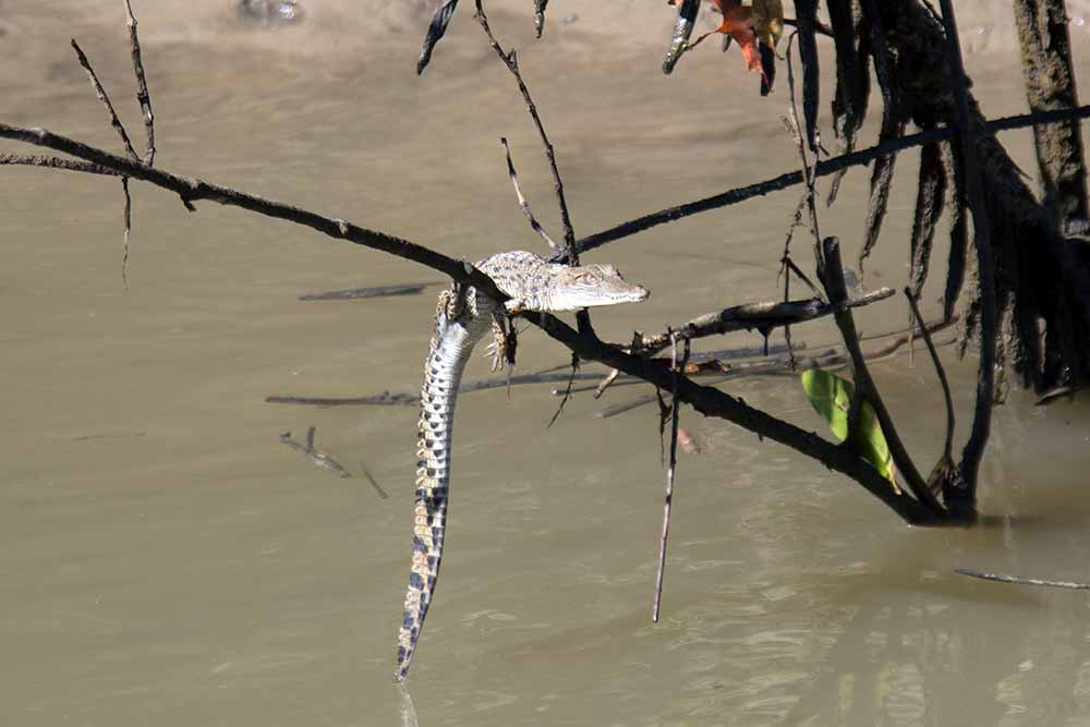 Whitsundays Crocodile Tour