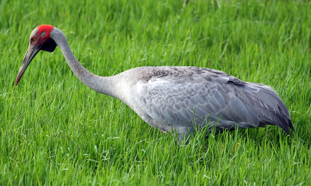 Whitsundays Wildlife Tours