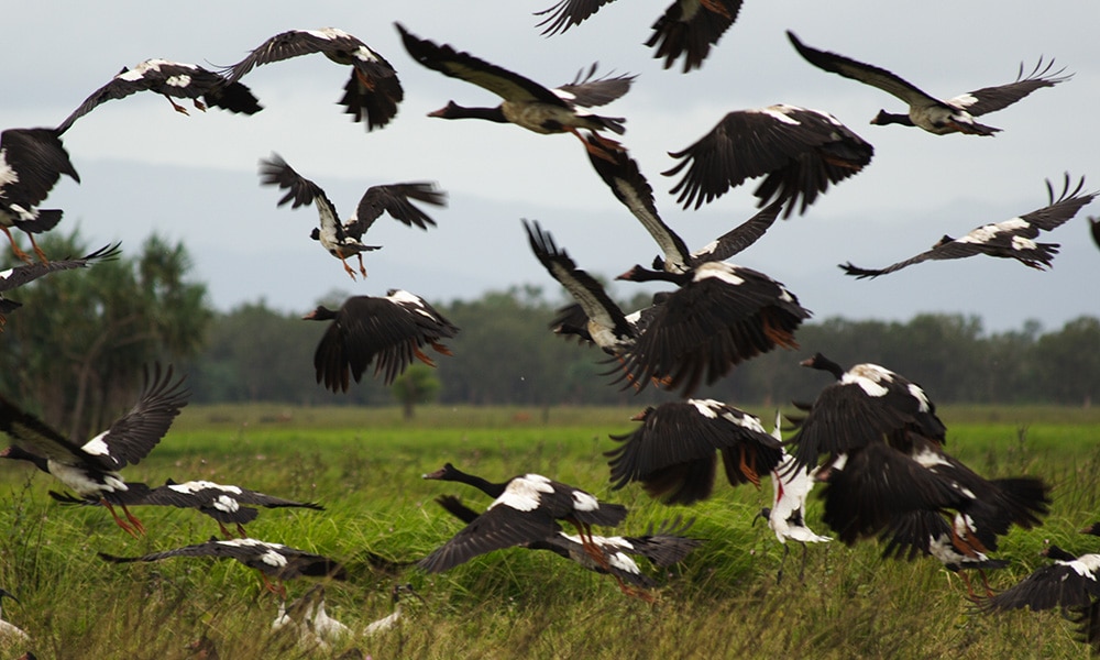 Proserpine River Wildlife Tours