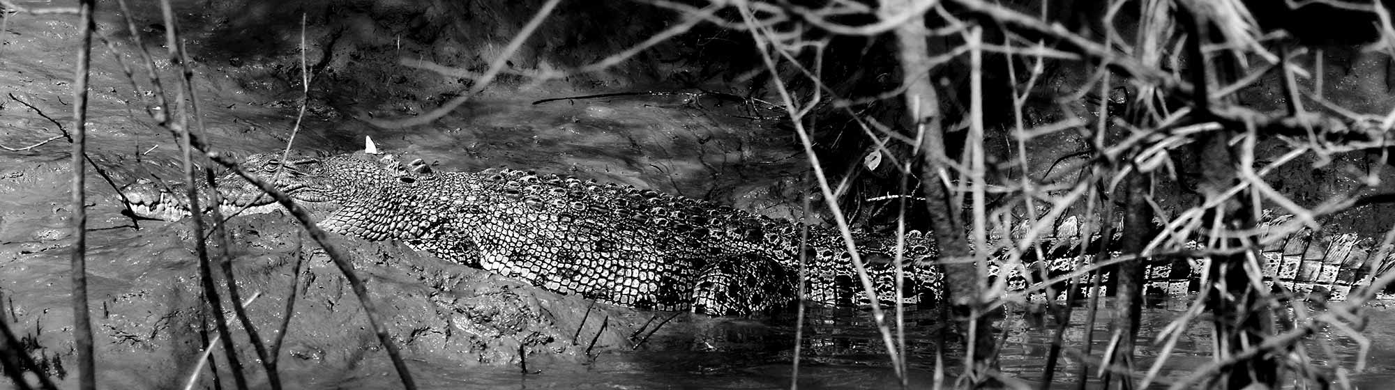 Airlie Beach Crocodile Safari