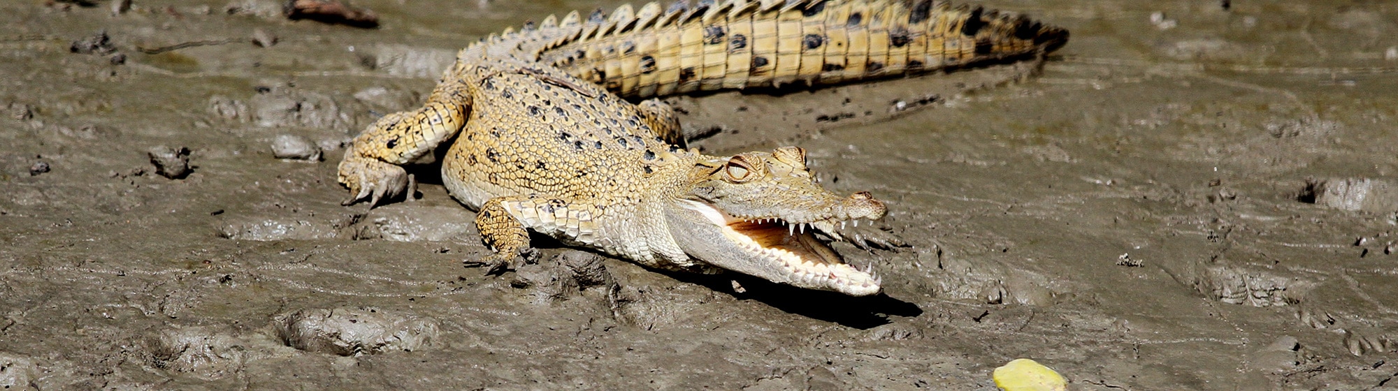 Airlie Beach Wildlife Tour